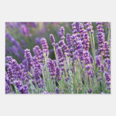 Feuille De Papier Cadeau Lavande Lusace (Devant 3)