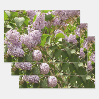 Feuille De Papier Cadeau Lilac Bush Belles fleurs de printemps violettes