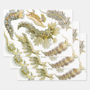 Feuille De Papier Cadeau Limaces de mer par Ernst Haeckel, Nudibranchia vin