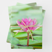 Feuille De Papier Cadeau Lys d'eau rose (En situation)