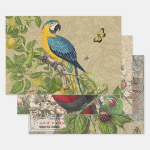 Feuille De Papier Cadeau Macaw Blue Jaune Tropical Jungle Antique