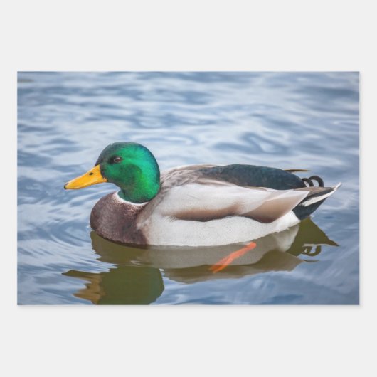 Feuille De Papier Cadeau Mallard Duck (Devant)