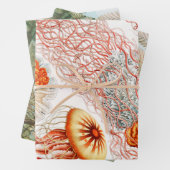 Feuille De Papier Cadeau Méduse, Discomedusae par Ernst Haeckel (En situation)