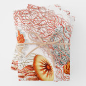 Feuille De Papier Cadeau Méduse, Discomedusae par Ernst Haeckel (En situation)