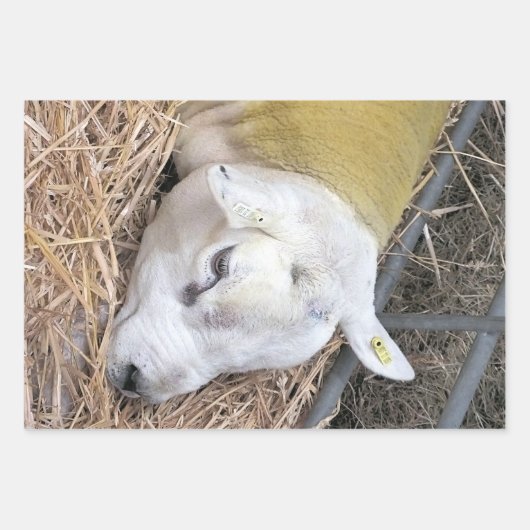 FEUILLE DE PAPIER CADEAU MOQUETTE (Devant)