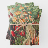 Feuille De Papier Cadeau Mosses, Muscinae Laubmoose par Ernst Haeckel (En situation)