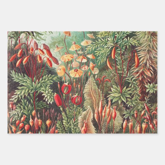 Feuille De Papier Cadeau Mosses, Muscinae Laubmoose par Ernst Haeckel (Devant)