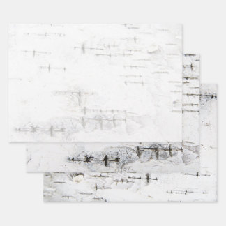 Feuille De Papier Cadeau Motif d'écorce de bouleau