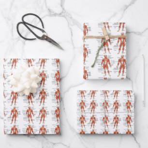 Feuille De Papier Cadeau Muscle Diagram medgifts101