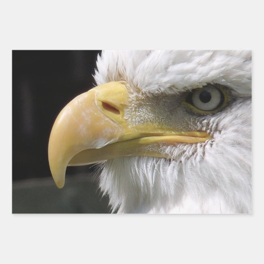 FEUILLE DE PAPIER CADEAU OISEAU D'AGLE (Devant)