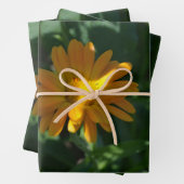 Feuille De Papier Cadeau Orange Pot Marigold Flower (Calendula officinalis) (En situation)