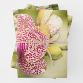 Feuille De Papier Cadeau Orchidée tachetée rose (En situation)