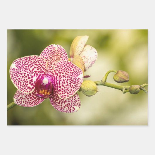 Feuille De Papier Cadeau Orchidée tachetée rose (Devant)