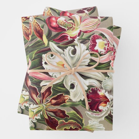 Feuille De Papier Cadeau Orchidées, Orchidées Denusblumen par Ernst Haeckel (En situation)