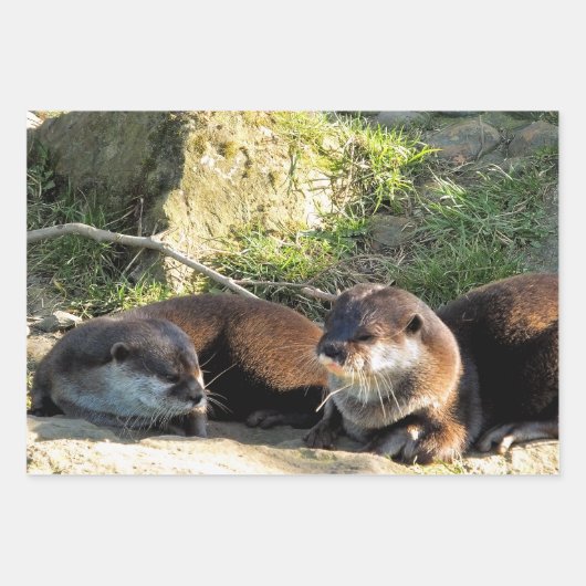 FEUILLE DE PAPIER CADEAU OTTERS (Devant)