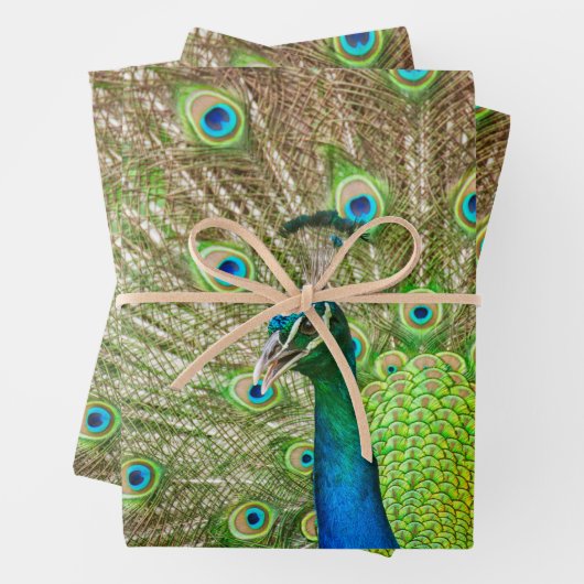 Feuille De Papier Cadeau Pacock (En situation)