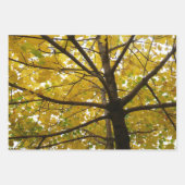 Feuille De Papier Cadeau Paire d'érables jaunes Nature d'automne