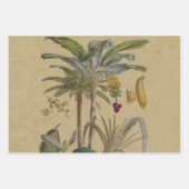 Feuille De Papier Cadeau Palm Antique Fruit Tropical Art Botanique (Devant)