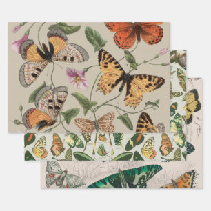 Feuille De Papier Cadeau Papillon Moth Nature Collection Dessin