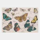 Feuille De Papier Cadeau Papillons Collection Antique Papillons (Devant)