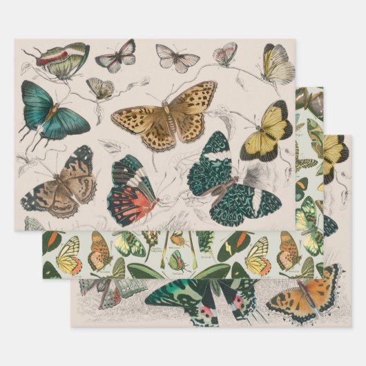Feuille De Papier Cadeau Papillons Collection Antique Papillons (Lot)