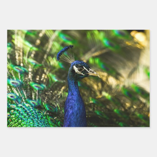 Feuille De Papier Cadeau Peacock wrapping paper (Devant)