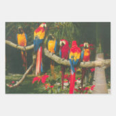 Feuille De Papier Cadeau Perroquets et Poinsettias (Devant 3)