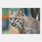 Feuille De Papier Cadeau Photo de Bobcat Wildlife (Devant 2)