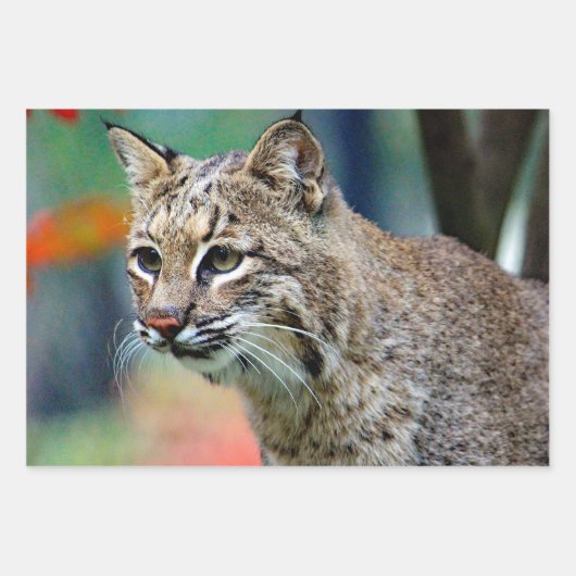 Feuille De Papier Cadeau Photo de Bobcat Wildlife (Devant)