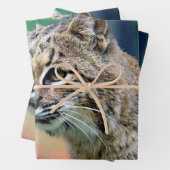 Feuille De Papier Cadeau Photo de Bobcat Wildlife (En situation)