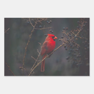 Feuille De Papier Cadeau Photo du cardinal rouge de la faune