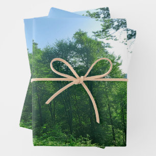 Feuille De Papier Cadeau Photographie du paysage de la forêt verte