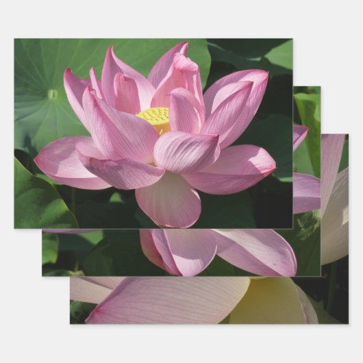 Feuille De Papier Cadeau Pink Lotus Flower IV (Lot)