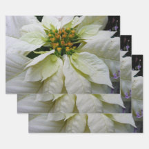 Poinsettia Blanc Élégant Fleurs de Noël