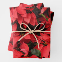 Poinsettias Rouges II Fleurs de Fête de Noël