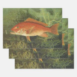 Feuille De Papier Cadeau Poisson de Snapper Rouge dans l'océan, Vintage Mar