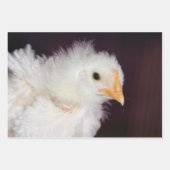 Feuille De Papier Cadeau Poulets pour bébés (Devant 2)