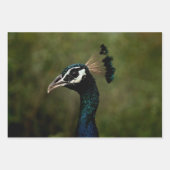 Feuille De Papier Cadeau Profil de Peacock (Devant)