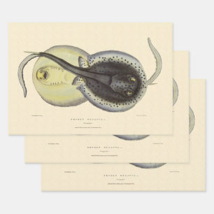 Feuille De Papier Cadeau Raies pastenagues tachetées, Animaux marins vintag