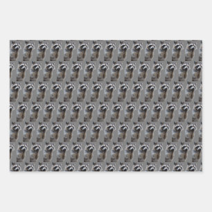 Feuille De Papier Cadeau Raton laveur malicieux
