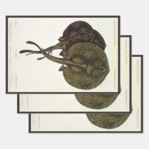 Feuille De Papier Cadeau Rayons vintages, Animaux de la vie marine