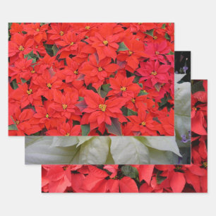 Feuille De Papier Cadeau Red Poinsettias I Christmas Holiday Floral Photo