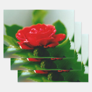 Feuille De Papier Cadeau Rose rouge de la passion couverte de gouttes de ro