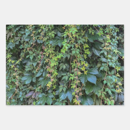 Feuille De Papier Cadeau Serene Green Ivy Wall Suspendre Vins Plantes Feuil (Devant)