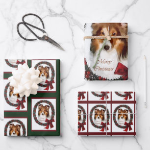 Feuille De Papier Cadeau Shetland Sheepdog Shelter Noël