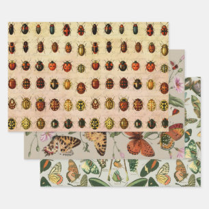Feuille De Papier Cadeau Spécimen de coccinelle vintage Motif Insecte antiq