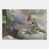 Feuille De Papier Cadeau Surveillance de l'écureuil gris (Devant 3)