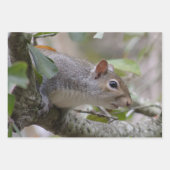 Feuille De Papier Cadeau Surveillance de l'écureuil gris (Devant 2)