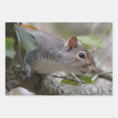 Feuille De Papier Cadeau Surveillance de l'écureuil gris (Devant)