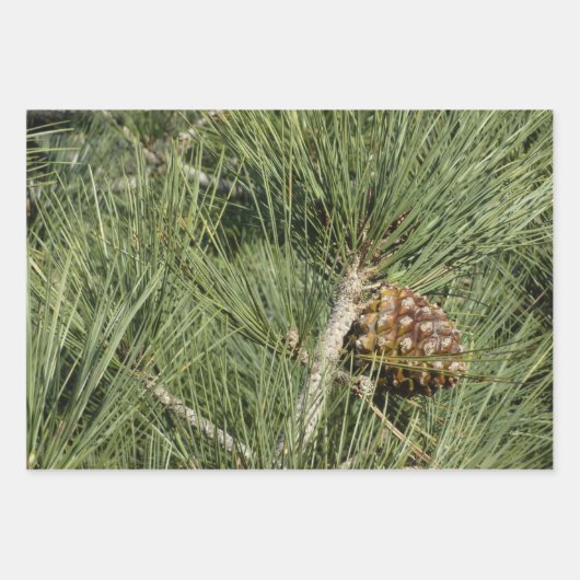 Feuille De Papier Cadeau Torrey Pine and California Coastline Landscape (Devant 3)